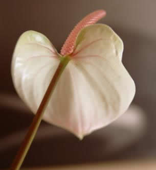 Anthurium